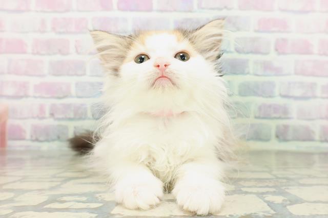 ノルウェージャン・フォレストキャット