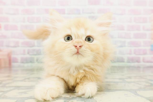 東京都のラガマフィン (Coo&RIKU中野サンモール店/2026年5月4日生まれ/男の子/クリーム)の子猫の1枚目の画像