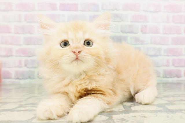 東京都のラガマフィン (Coo&RIKU中野サンモール店/2026年5月4日生まれ/男の子/クリーム)の子猫の2枚目の画像
