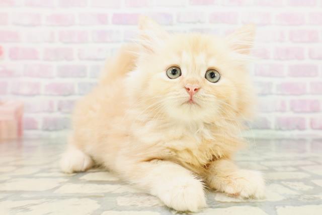 東京都のラガマフィン (Coo&RIKU中野サンモール店/2026年5月4日生まれ/男の子/クリーム)の子猫の3枚目の画像