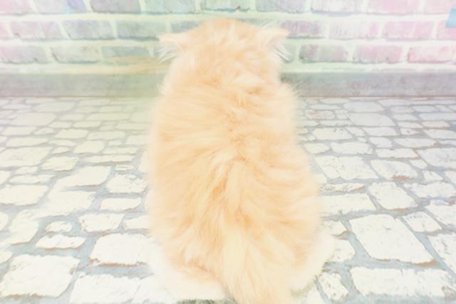 東京都のラガマフィン (Coo&RIKU中野サンモール店/2026年5月4日生まれ/男の子/クリーム)の子猫の4枚目の画像