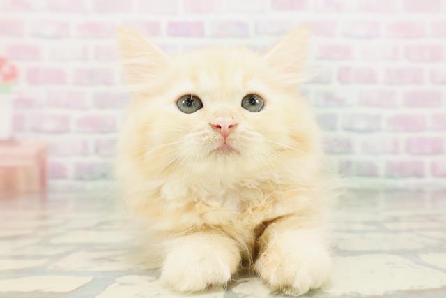 埼玉県のラガマフィン (Coo&RIKU桶川店/2026年5月4日生まれ/女の子/レッドタビー)の子猫の1枚目の画像