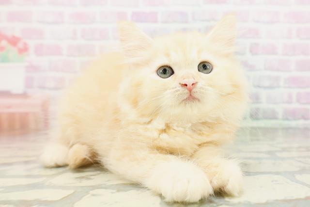 埼玉県のラガマフィン (Coo&RIKU桶川店/2026年5月4日生まれ/女の子/レッドタビー)の子猫の3枚目の画像