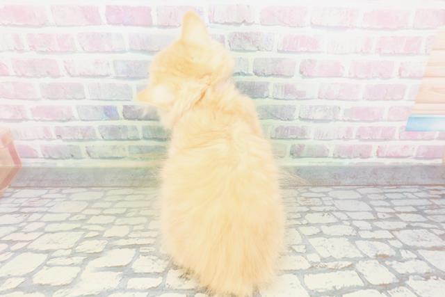 埼玉県のラガマフィン (Coo&RIKU桶川店/2026年5月4日生まれ/女の子/レッドタビー)の子猫の4枚目の画像