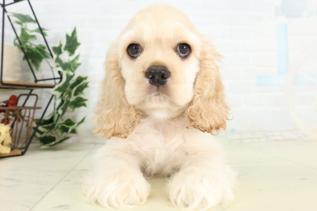 長崎県のアメリカンコッカースパニエル (Coo&RIKU大村店/2026年5月11日生まれ/男の子/バフ)の子犬の1枚目の画像