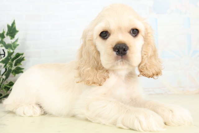 長崎県のアメリカンコッカースパニエル (Coo&RIKU大村店/2026年5月11日生まれ/男の子/バフ)の子犬の2枚目の画像