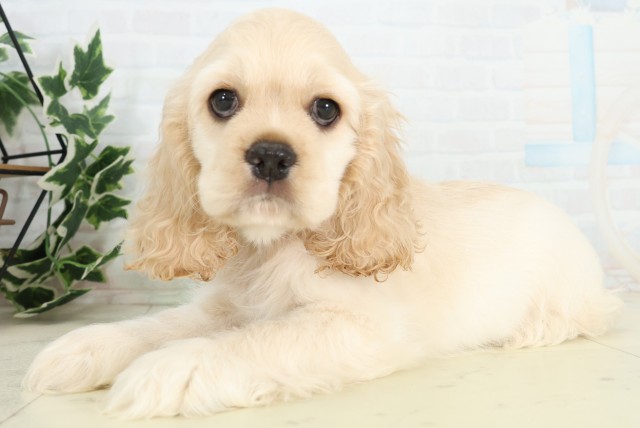 長崎県のアメリカンコッカースパニエル (Coo&RIKU大村店/2026年5月11日生まれ/男の子/バフ)の子犬の3枚目の画像