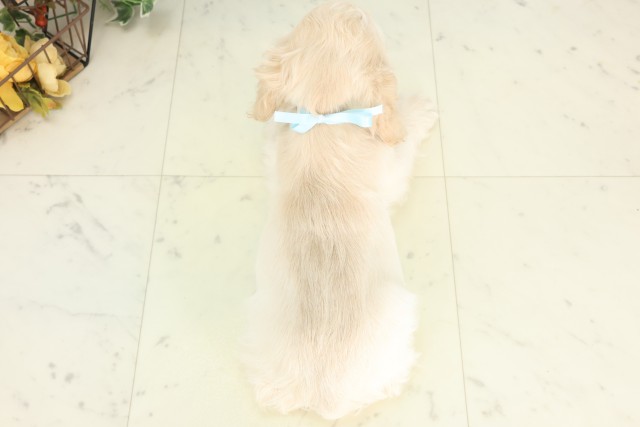 長崎県のアメリカンコッカースパニエル (Coo&RIKU大村店/2026年5月11日生まれ/男の子/バフ)の子犬の4枚目の画像