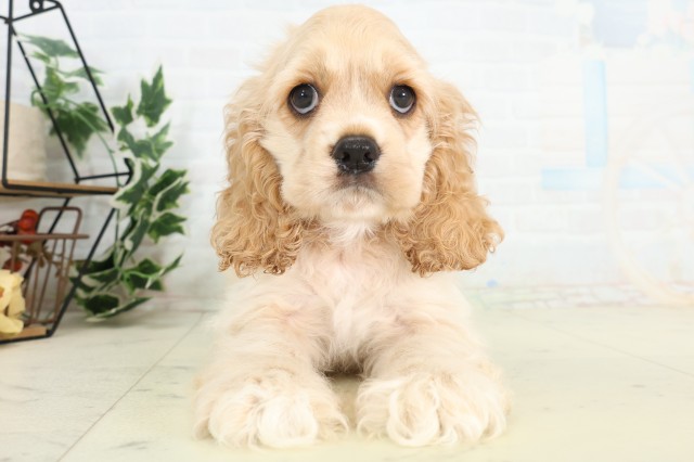熊本県のアメリカンコッカースパニエル (Coo&RIKU熊本店/2026年5月11日生まれ/男の子/バフ)の子犬の1枚目の画像
