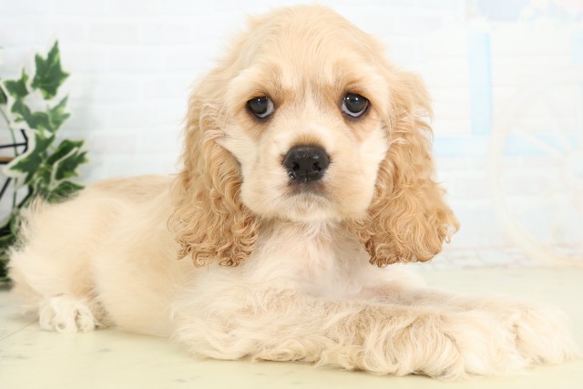 熊本県のアメリカンコッカースパニエル (Coo&RIKU熊本店/2026年5月11日生まれ/男の子/バフ)の子犬の2枚目の画像