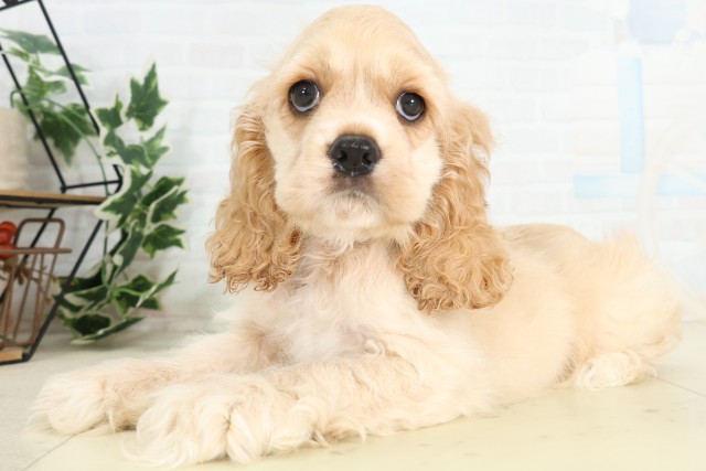熊本県のアメリカンコッカースパニエル (Coo&RIKU熊本店/2026年5月11日生まれ/男の子/バフ)の子犬の3枚目の画像