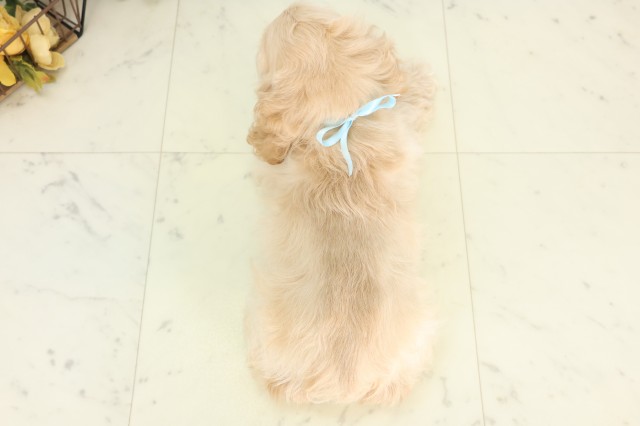 熊本県のアメリカンコッカースパニエル (Coo&RIKU熊本店/2026年5月11日生まれ/男の子/バフ)の子犬の4枚目の画像
