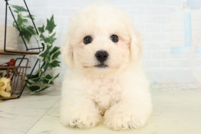 福岡県のビションフリーゼ (Coo&RIKU行橋店/2026年5月10日生まれ/男の子/ホワイト)の子犬の1枚目の画像