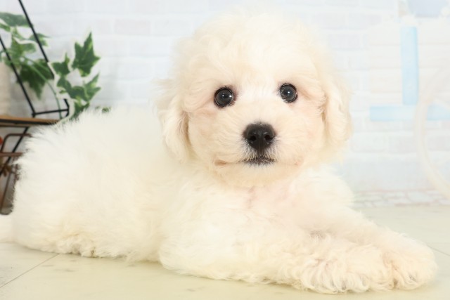 福岡県のビションフリーゼ (Coo&RIKU行橋店/2026年5月10日生まれ/男の子/ホワイト)の子犬の2枚目の画像