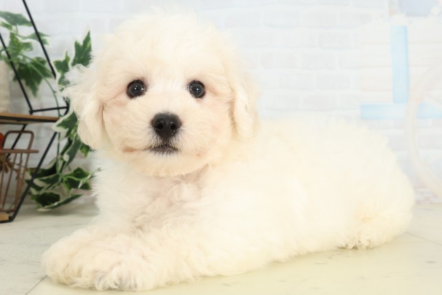 福岡県のビションフリーゼ (Coo&RIKU行橋店/2026年5月10日生まれ/男の子/ホワイト)の子犬の3枚目の画像