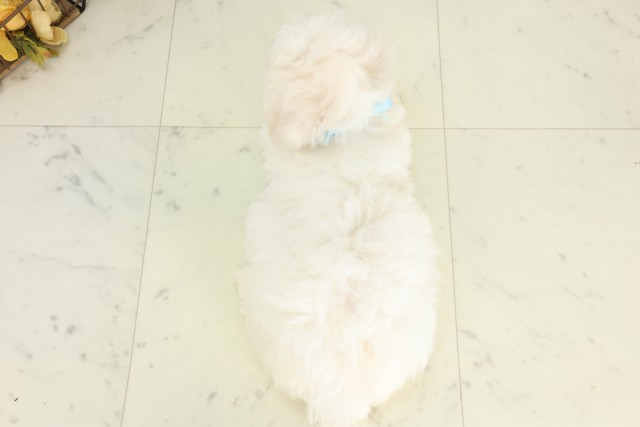 福岡県のビションフリーゼ (Coo&RIKU行橋店/2026年5月10日生まれ/男の子/ホワイト)の子犬の4枚目の画像
