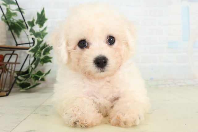 福岡県のビションフリーゼ (Coo&RIKU筑後店/2026年5月10日生まれ/女の子/ホワイト)の子犬の1枚目の画像