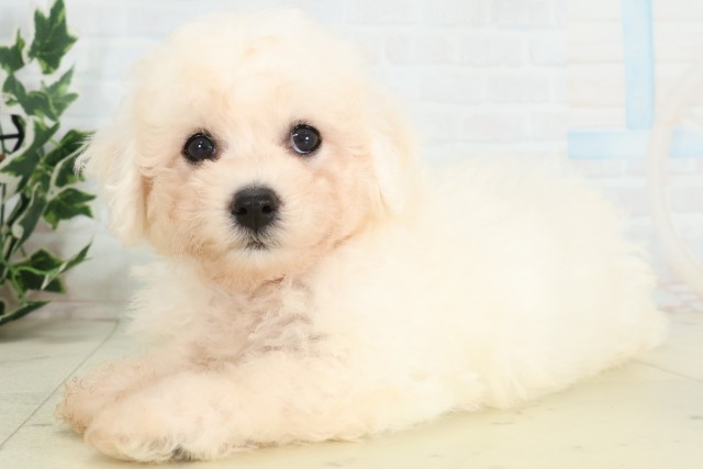 福岡県のビションフリーゼ (Coo&RIKU筑後店/2026年5月10日生まれ/女の子/ホワイト)の子犬の3枚目の画像