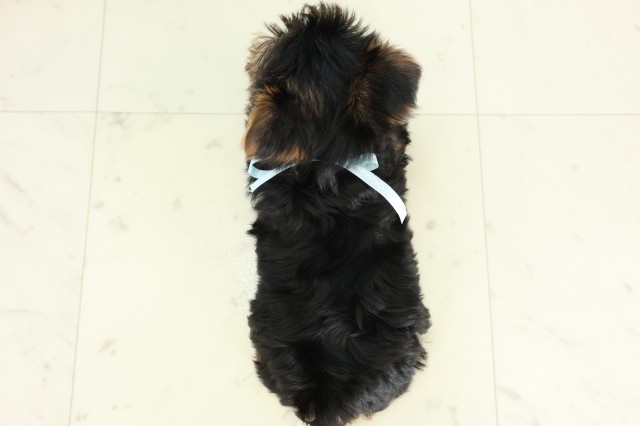 福岡県のヨークシャーテリア (Coo&RIKU小倉店/2026年5月11日生まれ/男の子/スチールブルータン)の子犬の4枚目の画像