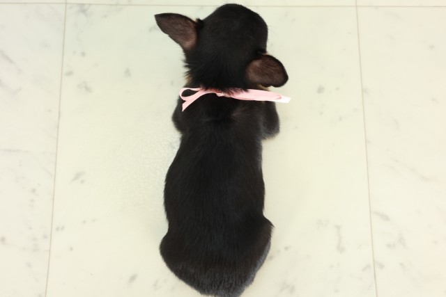 熊本県のチワワ(スムース) (Coo&RIKU熊本店/2026年5月12日生まれ/男の子/ブラックタンホワイト)の子犬の4枚目の画像