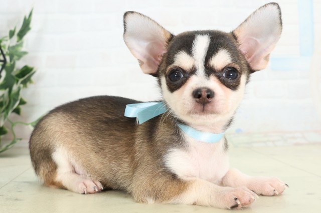 福岡県のチワワ(スムース) (Coo&RIKU黒崎店/2026年5月12日生まれ/男の子/フォーンホワイト)の子犬の2枚目の画像