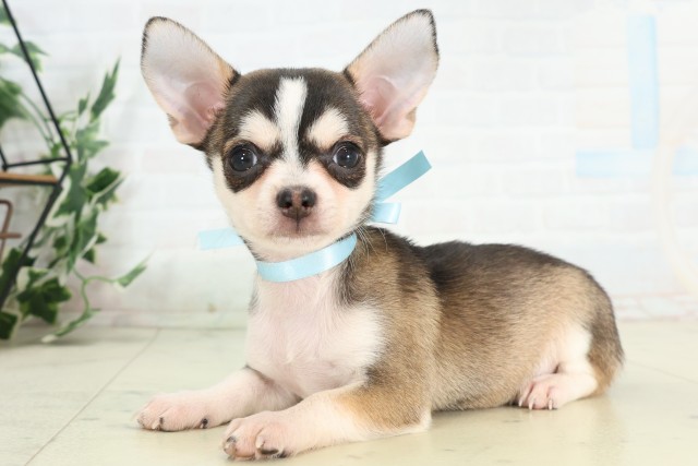 福岡県のチワワ(スムース) (Coo&RIKU黒崎店/2026年5月12日生まれ/男の子/フォーンホワイト)の子犬の3枚目の画像