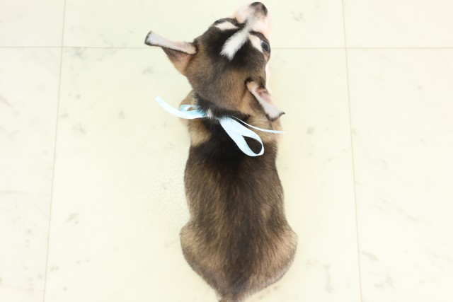 福岡県のチワワ(スムース) (Coo&RIKU黒崎店/2026年5月12日生まれ/男の子/フォーンホワイト)の子犬の4枚目の画像