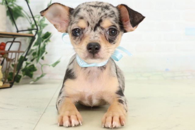 福岡県のチワワ(スムース) (Coo&RIKU小倉店/2026年5月12日生まれ/男の子/ブルーマールタン)の子犬の1枚目の画像
