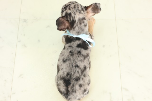 福岡県のチワワ(スムース) (Coo&RIKU小倉店/2026年5月12日生まれ/男の子/ブルーマールタン)の子犬の4枚目の画像