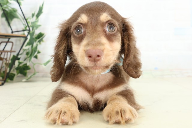 熊本県のミニチュアダックスフンド(ロング) (Coo&RIKUカリーノ菊陽店/2026年5月12日生まれ/男の子/チョコレートタン)の子犬