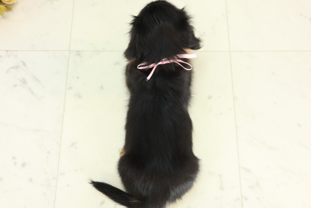 長崎県のミニチュアダックスフンド(ロング) (Coo&RIKU長崎佐世保店/2026年5月12日生まれ/女の子/ブラックタン)の子犬の4枚目の画像