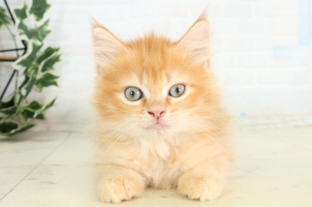 長崎県のサイベリアン (Coo&RIKU大村店/2026年5月12日生まれ/男の子/レッドタビーホワイト)の子猫の1枚目の画像