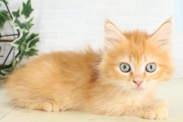 長崎県のサイベリアン (Coo&RIKU大村店/2026年5月12日生まれ/男の子/レッドタビーホワイト)の子猫の2枚目の画像