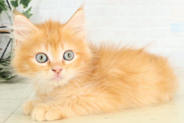 長崎県のサイベリアン (Coo&RIKU大村店/2026年5月12日生まれ/男の子/レッドタビーホワイト)の子猫の3枚目の画像