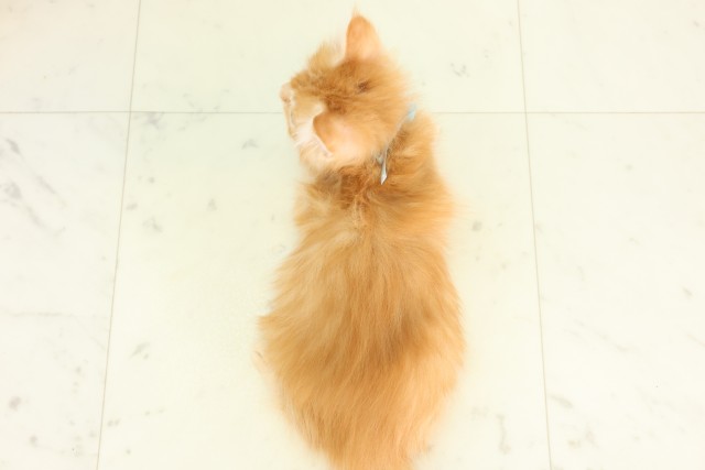 長崎県のサイベリアン (Coo&RIKU大村店/2026年5月12日生まれ/男の子/レッドタビーホワイト)の子猫の4枚目の画像