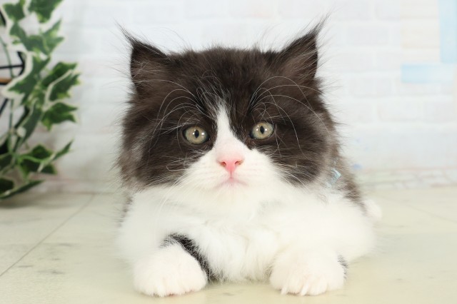 宮崎県のミヌエット (Coo&RIKU宮崎店/2026年5月11日生まれ/男の子/ブラックホワイト)の子猫の1枚目の画像