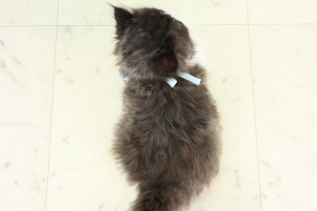 宮崎県のミヌエット (Coo&RIKU宮崎店/2026年5月11日生まれ/男の子/ブラックホワイト)の子猫の4枚目の画像