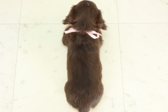福岡県のミニチュアダックスフンド(ロング) (Coo&RIKU筑後店/2026年5月12日生まれ/女の子/チョコレートイエロー)の子犬の4枚目の画像