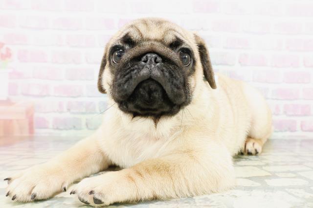 埼玉県のパグ (Coo&RIKU所沢店/2026年4月27日生まれ/男の子/フォーン)の子犬の2枚目の画像
