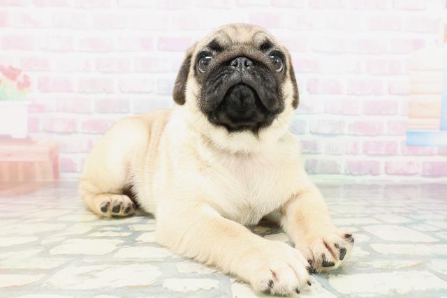 埼玉県のパグ (Coo&RIKU所沢店/2026年4月27日生まれ/男の子/フォーン)の子犬の3枚目の画像