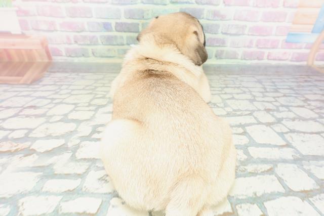 埼玉県のパグ (Coo&RIKU所沢店/2026年4月27日生まれ/男の子/フォーン)の子犬の4枚目の画像