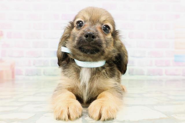 東京都のチワックス(チワワ×ダックス) (Coo&RIKU福生店/2026年5月10日生まれ/男の子/レッド)の子犬の1枚目の画像