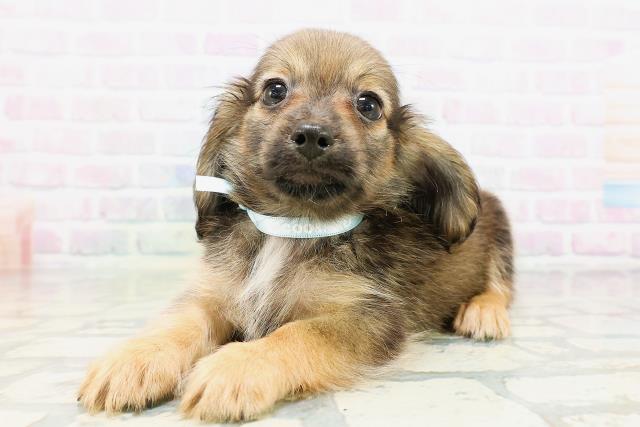 東京都のチワックス(チワワ×ダックス) (Coo&RIKU福生店/2026年5月10日生まれ/男の子/レッド)の子犬の2枚目の画像