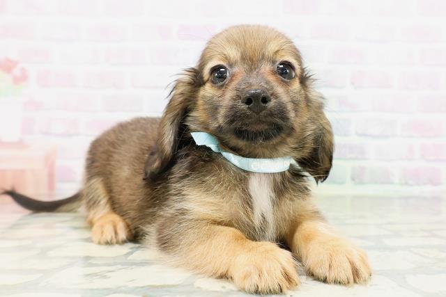 東京都のチワックス(チワワ×ダックス) (Coo&RIKU福生店/2026年5月10日生まれ/男の子/レッド)の子犬の3枚目の画像