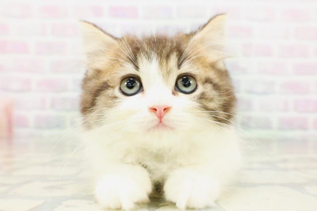 栃木県のラガマフィン (Coo&RIKU宇都宮店/2026年4月26日生まれ/男の子/ブラウンタビーホワイト)の子猫の1枚目の画像