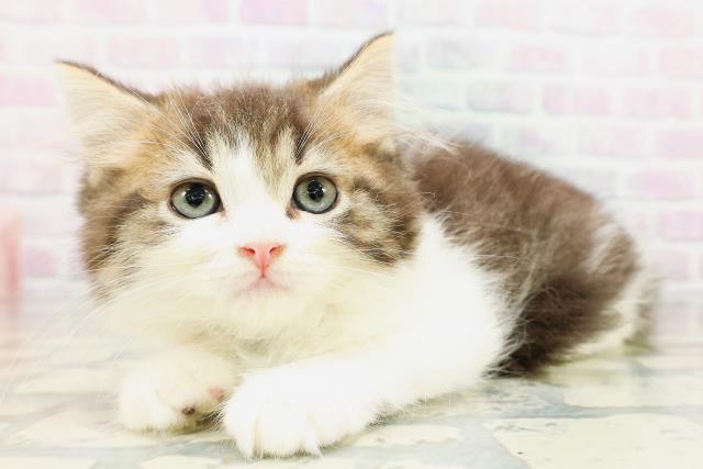 栃木県のラガマフィン (Coo&RIKU宇都宮店/2026年4月26日生まれ/男の子/ブラウンタビーホワイト)の子猫の2枚目の画像