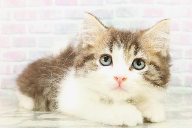 栃木県のラガマフィン (Coo&RIKU宇都宮店/2026年4月26日生まれ/男の子/ブラウンタビーホワイト)の子猫の3枚目の画像