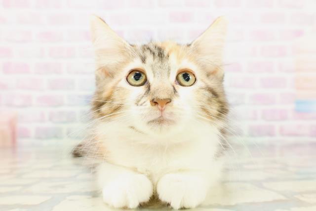 メインクーンの子猫（メス♀） パウ川崎店｜ペットショップCoo＆RIKU