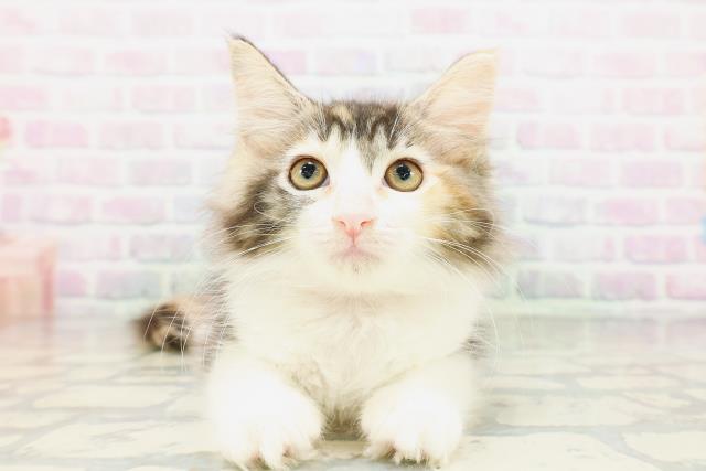 東京都のメインクーン (Coo&RIKU下北沢店/2026年5月2日生まれ/女の子/キャリコ)の子猫の1枚目の画像