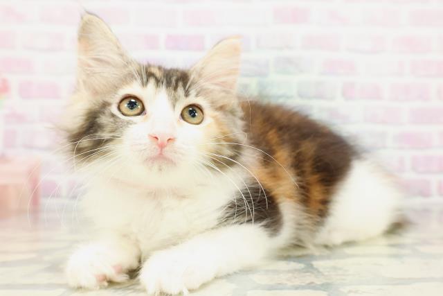 東京都のメインクーン (Coo&RIKU下北沢店/2026年5月2日生まれ/女の子/キャリコ)の子猫の2枚目の画像